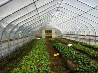 A high tunnel at Twitter Creek Farms. (Photo courtesy of Kurtis Schoenberg)
