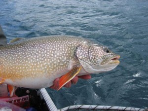 Urban says native lake trout likely would be considered a biotic multiplier of climate change species. (Photo courtesy of the Alaska Department of Fish and Game)