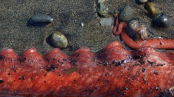 Homer resident Ginger Frizzell found this five-and-a-half-foot-long tentacle on a beach near Anchor Point Wednesday, March 2. (Photo by Ginger Frizzell)