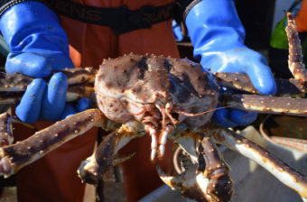 Norton Sound red king crab. (Photo by Jenn Ruckel/KNOM)