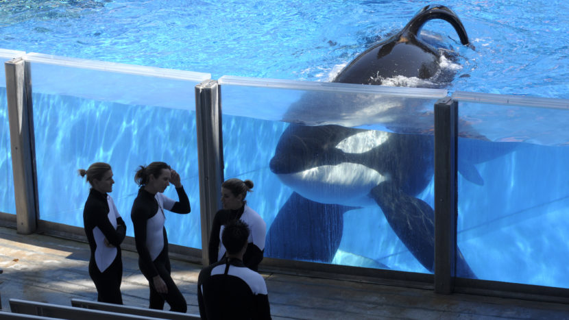 Killer whale Tilikum watches as SeaWorld Orlando trainers take a break during a training session at the theme park's Shamu Stadium in Orlando, Fla., in 2011. Phelan M. Ebenhack/AP