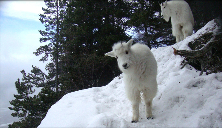 State biologists are tracking Haines-area mountain goats to understand their habitat and range better. (Photo courtesy of Alaska Department of Fish and Game)