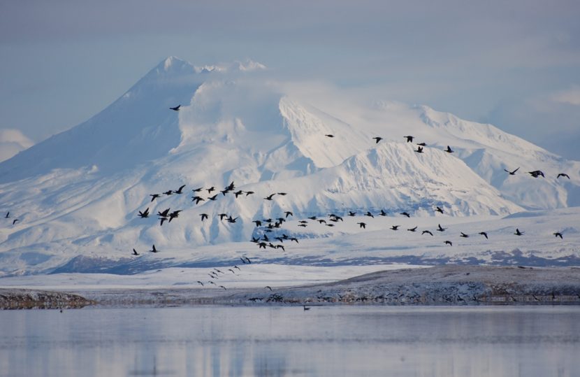 Brant geese in front of Mount Dutton and Izembek Lagoon in the Izembek National Wildlife Refuge