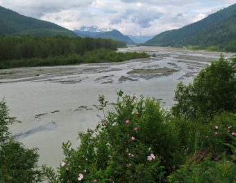 Wild Roses on the Chilkat River