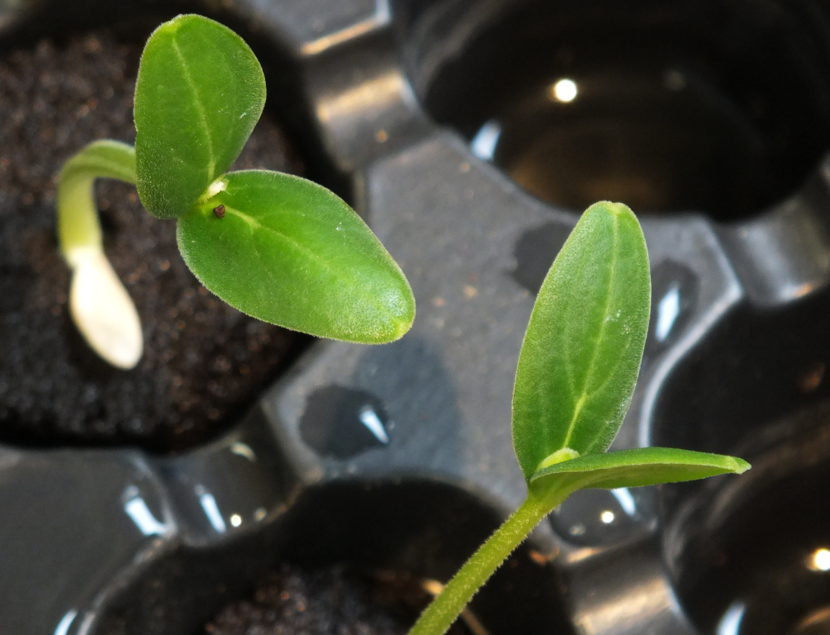 Cucumber seedlings