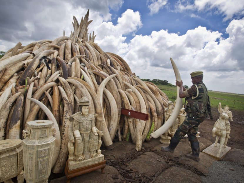 A ranger from the Kenya Wildlife Service adjusts the positioning of tusks on one of around a dozen pyres of ivory, in Nairobi National Park, Kenya April 28. The wildlife service has stacked 105 tons of ivory consisting of 16,000 tusks, and 1 ton of rhino horn, from stockpiles around the country, in preparation for it to be torched on Saturday. Ben Curtis/AP