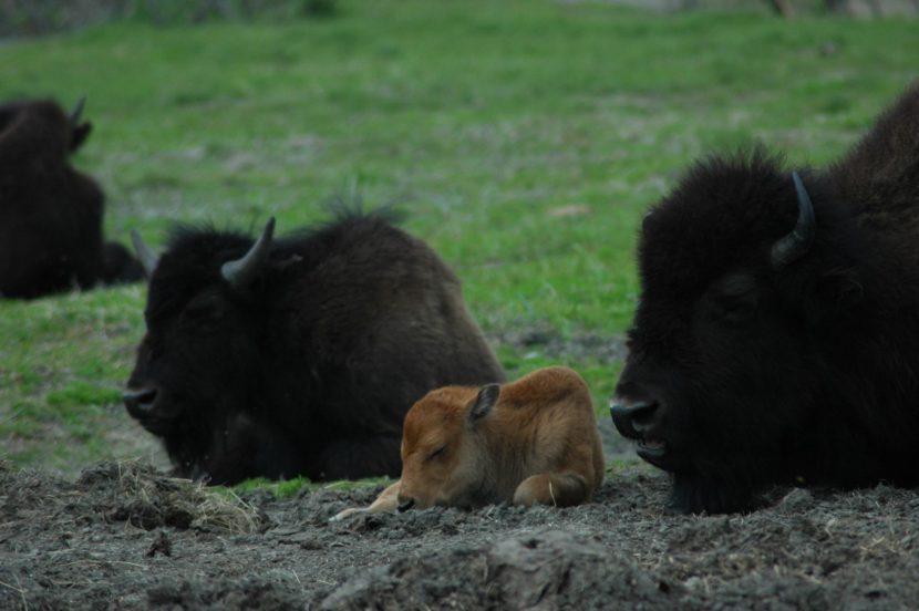 Wood bison calf