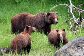 Warm weather means bears will be more active this spring than usual. (Photo courtesy of Alaska Department of Fish and Game)