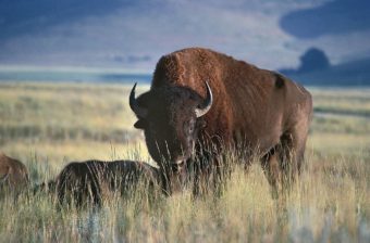 A North American bison in Glacier National Park, Montana. DEA / G. SIOEN/De Agostini/Getty Images