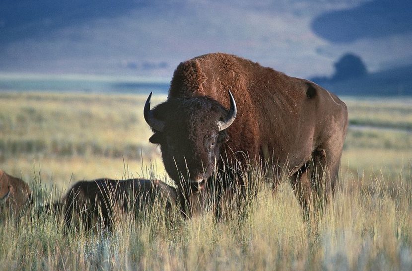 A North American bison in Glacier National Park, Montana. DEA / G. SIOEN/De Agostini/Getty Images