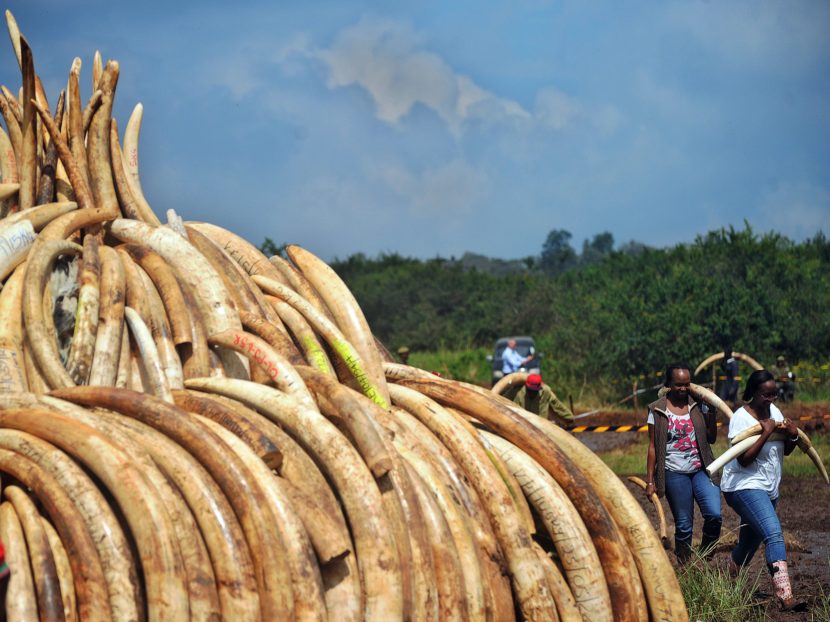 Volunteers carry elephant tusks to a burning site as Kenya Wildlife Services rangers keep guard on April 22, for a historic destruction of illegal ivory and rhino horn confiscated mostly from poachers in Nairobi's national park. Tony Karumba/AFP/Getty Images