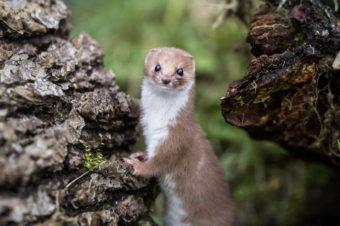 A small mammal, possibly a weasel, gnawed-through a power cable at the Large Hadron Collider. Ashley Buttle/Flickr