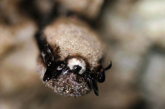 A bat with white nose syndrome. (Public Domain photo by Jonathan Mays/USFWS)