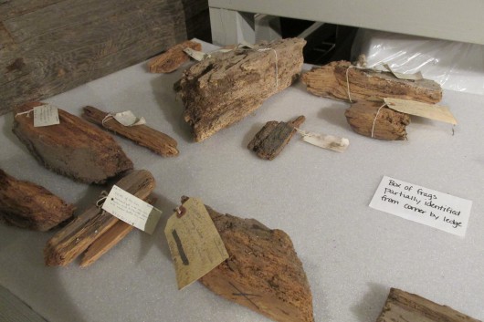 Fragments await cataloging. Many have fading, 40-year-old labels. (Photo by Maria Dudzak/KRBD)