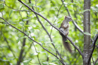 A squirrel explores near Duck Creek as it flows past the Nancy Street wetland in the Mendenhall Valley on May 20, 2016, in Juneau, Alaska. The Alaska Department of Environmental Conservation has awarded a watershed coalition a nearly $10,000 grant to collect water quality data to measure the effectiveness of environmental improvements on the creek. (Photo by Rashah McChesney/KTOO)