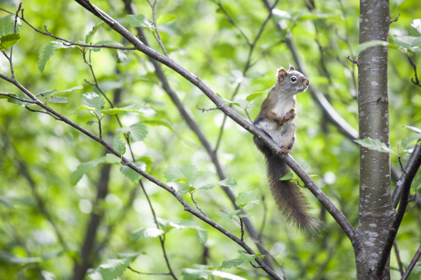 Squirrel