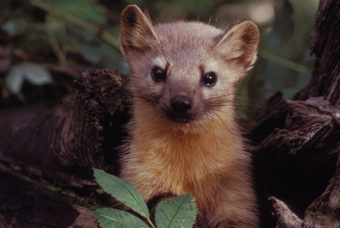 The American martens range extends from northern New Mexico to the northern limit of treeline in arctic Alaska and Canada. (Public Domain photo by the U.S. Fish and Wildlife Service)