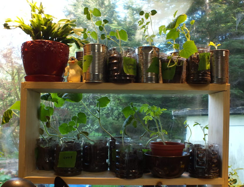 Tomato, okra, cucumber and squash starts