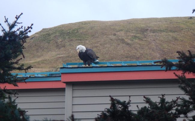 bald eagle in Unalaska