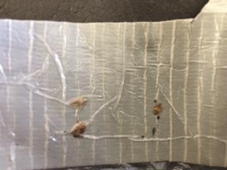Bedbugs go through five life stages before becoming adults "about the size of an apple seed." (Photo courtesy of BBAHC)