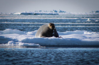 A bearded seal, or ugruk, on the sea ice.