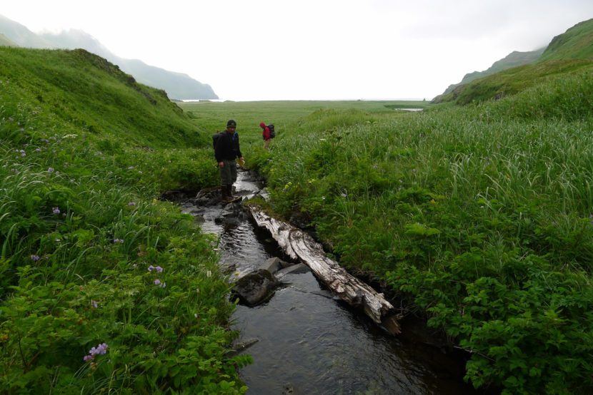 Geologists on Sedanka Island examine drift logs carried more than a half mile from shore by a 1957 tsunami. This information helps researchers estimate the minimum run-up of tsunami waves. (Photo by Robert Witter)