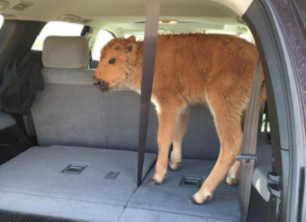 Baby Bison That Was Placed In A Van By Tourists In Yellowstone Is Euthanized
