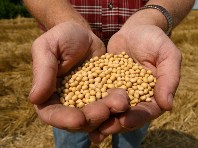 A farmer holds Monsanto's Roundup Ready Soy Bean seeds at his family farm in Bunceton, Mo. Monsanto has been both celebrated and reviled for its genetically altered seed business. Dan Gill/AP