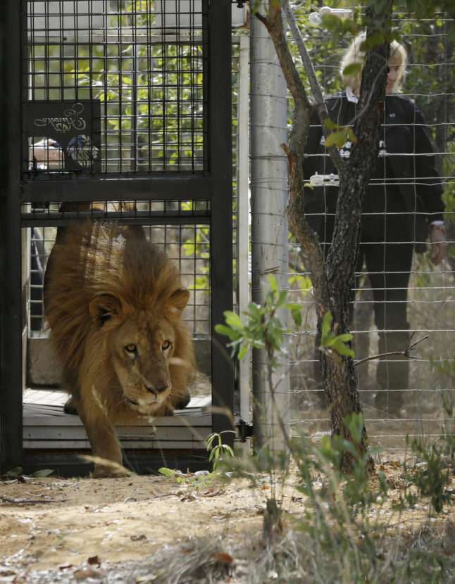 A former circus lion is released into an enclosure, at Emoya Big Cat Sanctuary in Vaalwater, South Africa, on Sunday. Themba Hadebe/AP