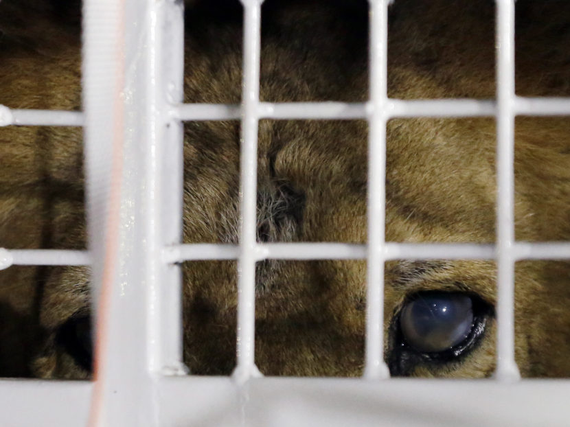 A former circus lion peers from inside a cage during their arrival at OR Tambo International airport in Johannesburg, South Africa, on Saturday. Themba Hadebe/AP