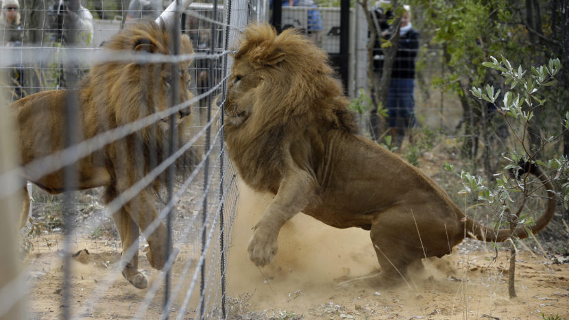 Former circus lions plays after being released into an enclosure at Emoya Big Cat Sanctuary. Themba Hadebe/AP