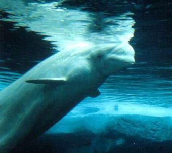 Beluga coming to the surface to breathe.