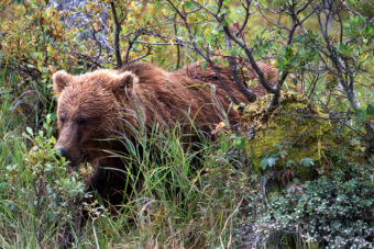 brown bear at Crescent Lake in brush
