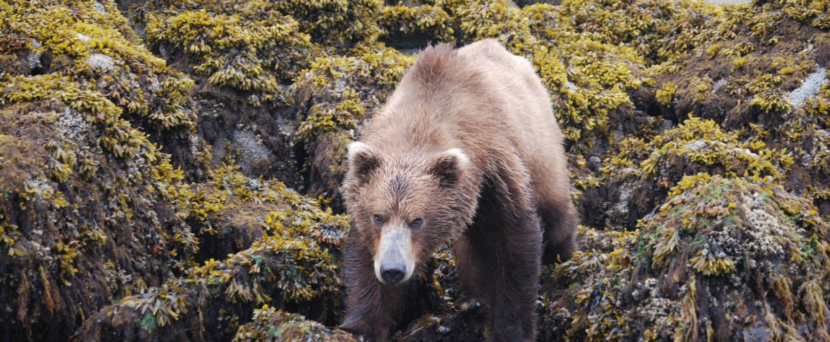 brown bear on shoreline in Katmai area