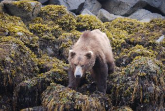 brown bear on shoreline in Katmai area