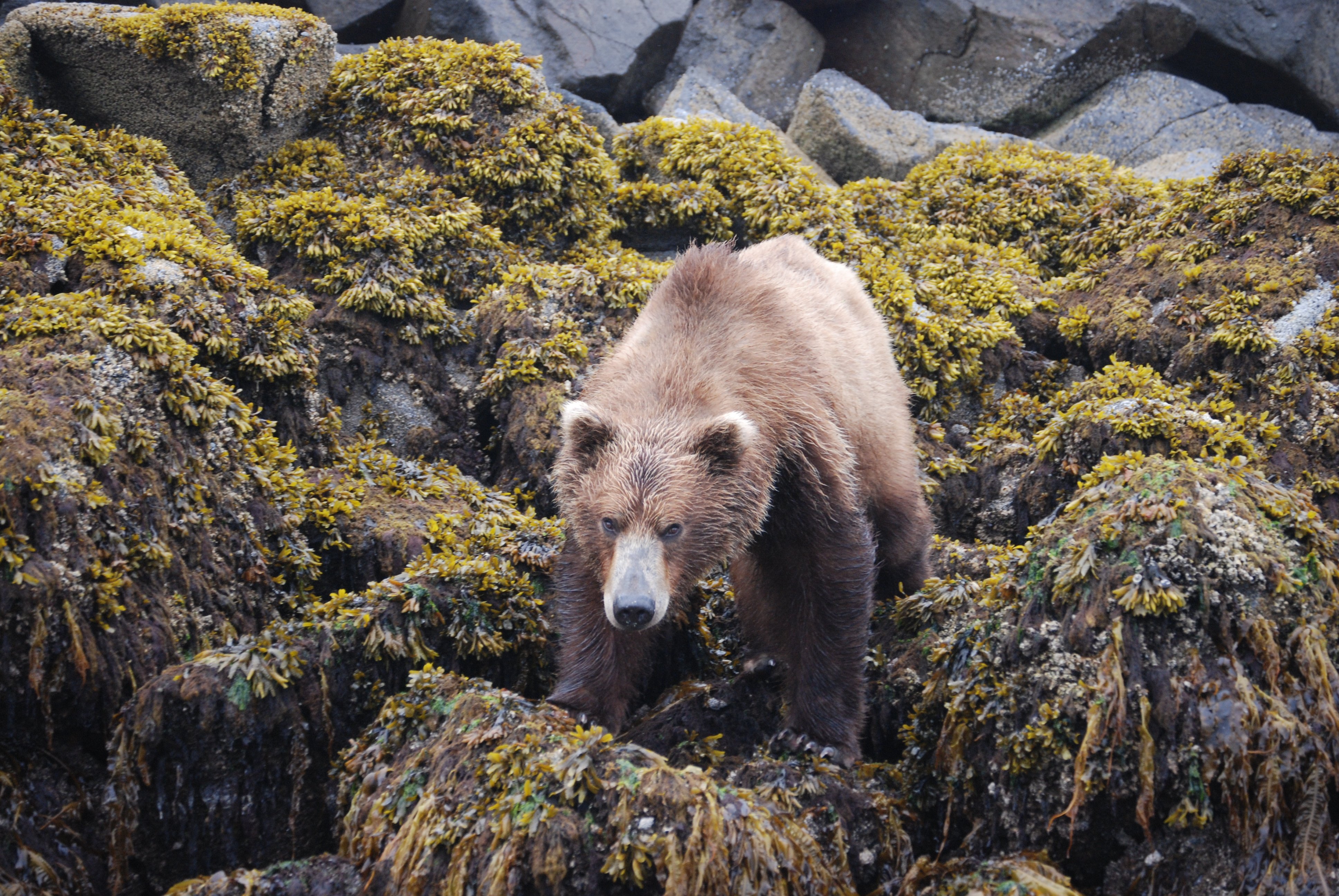 Anchorage resident injured in Yakutat bear attack