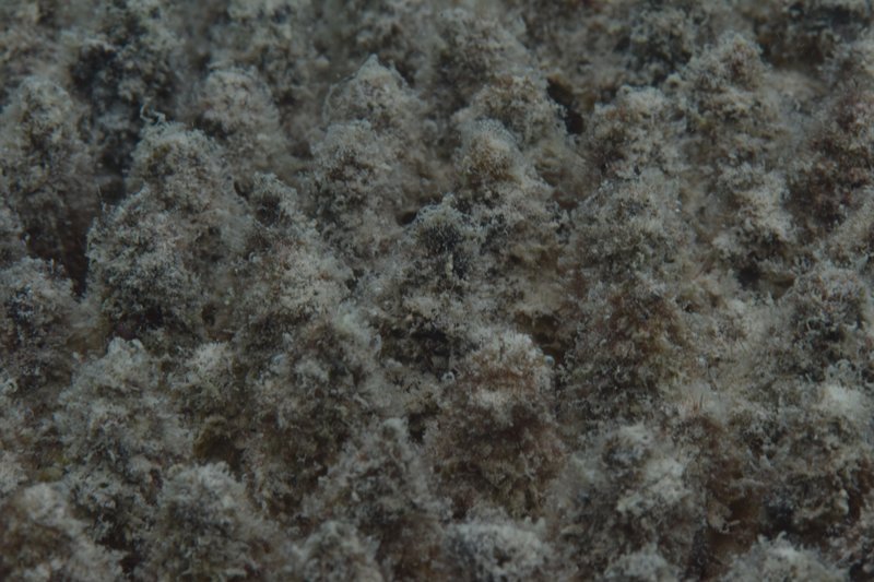 Bleached coral near Lizard Island showing heavy algal overgrowth. CoralWatch