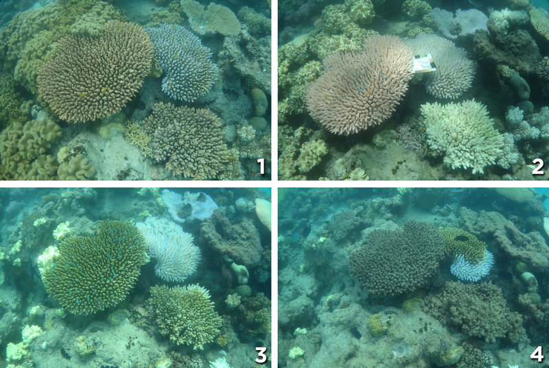 Photo (1), taken in Dec. 2015 shows healthy coral near Lizard Island. The coral in photo (2) from March is bleached. In April, as shown in photo (3), algae begin to grow on the coral. Finally, in photo (4) from May, you can see heavy algal overgrowth. CoralWatch