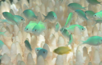 Fish swim amid bleached coral near Lizard Island, Australia. CoralWatch
