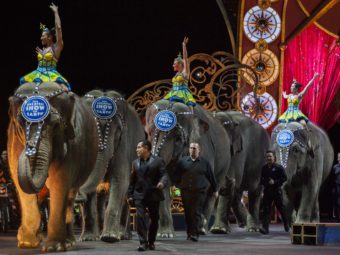 For the last time, elephants were used in a performance by Ringling Bros. and Barnum & Bailey Circus last night. The circus elephants are seen here during a show last month in Washington, D.C. Andrew Caballero-Reynolds/AFP/Getty Images