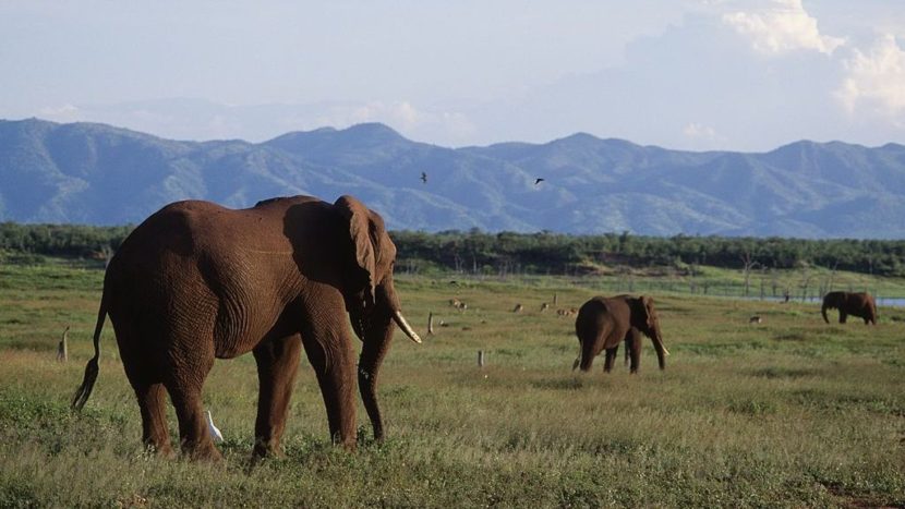 African bush elephants on Fothergill Island, Zimbabwe. DEA/G. Sioen/De Agostini/Getty Images