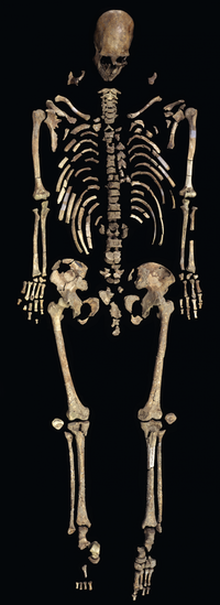 The skeleton of Kennewick Man is represented by nearly 300 bones and bone fragments. Chip Clark/Smithsonian Institute