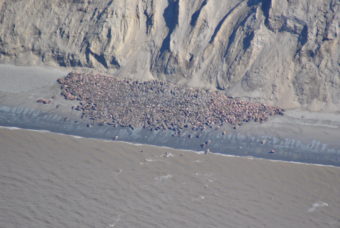 These walruses are hauled out at Cape Grieg, a spot in between Egegik and Ugashik on the Alaska Peninsula. This appears to be a new haul out spot, and biologist aren't sure why it was picked or how long the walruses will stick around. (Photo courtesy of U.S. Fish and Wildlife Service)
