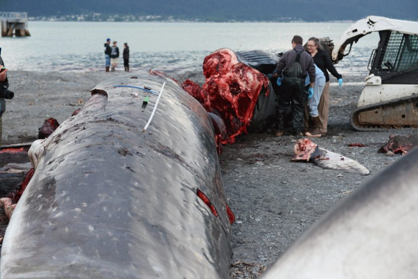 Russ Andrews, Carol Fairfield and Laura Morse participated in the necropsy. The whale's body will be buried on the beach. Later, the bones could be dug up and re-articulated for display. (Photo courtesy of Jennifer Gibbins from the Alaska SeaLife Center)