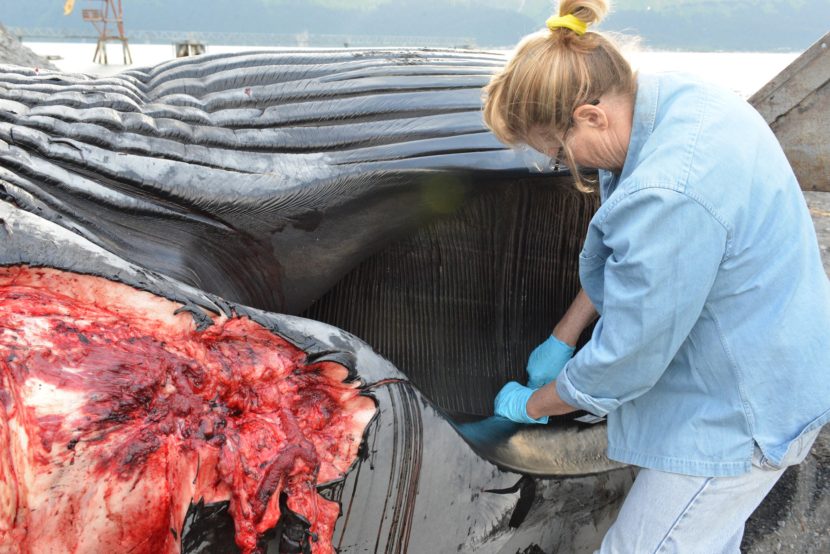 Carol Fairfield, Bureau of Ocean & Energy Management, takes samples during a necropsy of a fin whale in Resurrection Bay, Seward, Alaska. Jennifer Gibbins/Alaska SeaLife Center