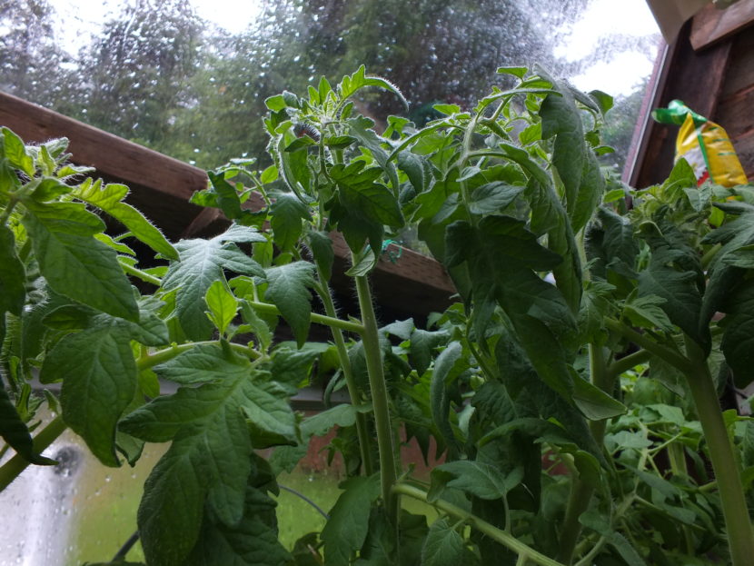 These tomato plants desperately need thinning.