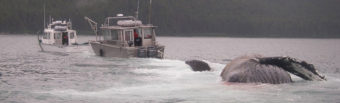 Dead humpback whale under tow June 26, 2016 in Glacier Bay National Park and Preserve.