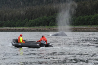 Responders watch as entangled humpback surfaces