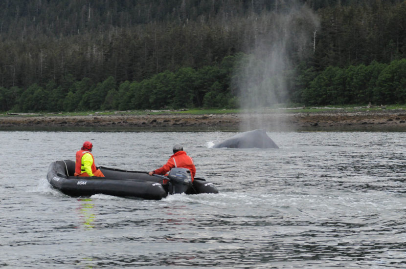 Responders attempt watch as entangled humpback surfaces.