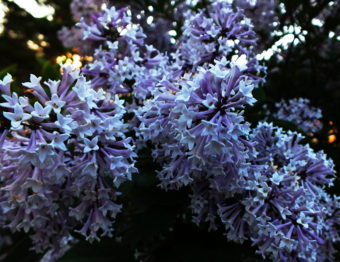 Even without the Smellovision photo app, you can detect the pleasant fragrance of this Japanese lilac through your screen.